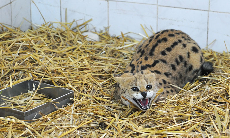 Serval bg serval macka 3011 2013